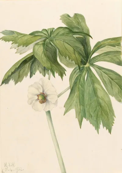 Mayapple Podphyllum Paltatum
