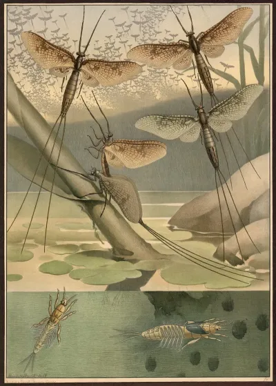 Mayfly