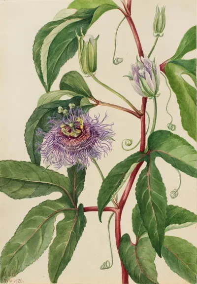 Maypop Passiflora Incarnata 2