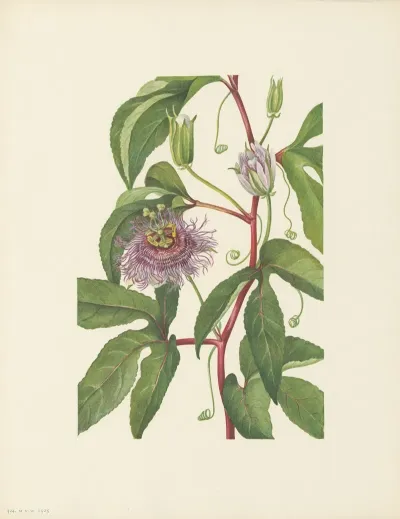 Maypop Passiflora Incarnata 3