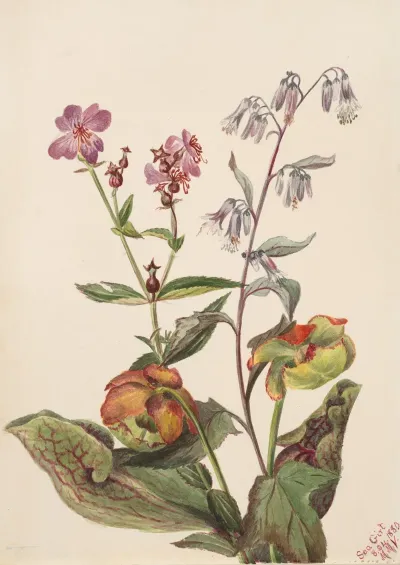 Meadow Beauty Rhexia Virginica Rattlesnake Roat Nabalus Albus Pitcherplant Sarracenia Purpurea