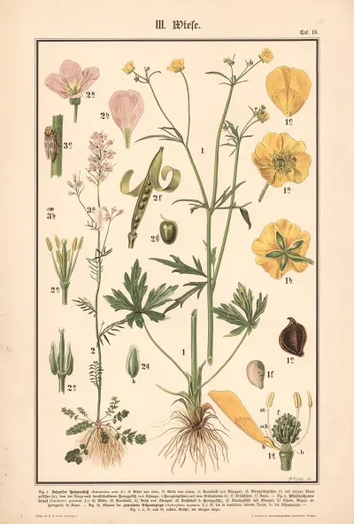 Meadow Buttercup Cuckoo Flower Froghopper