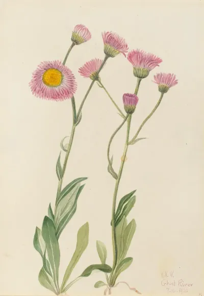 Meadow Fleabane Erigeron Speciosus 2