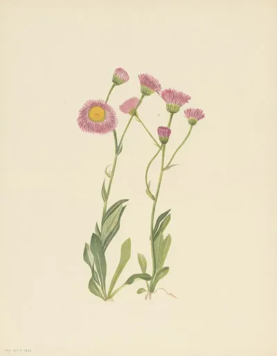 Meadow Fleabane Erigeron Speciosus 3