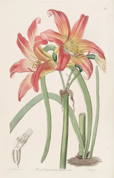 Meadow Habranthus