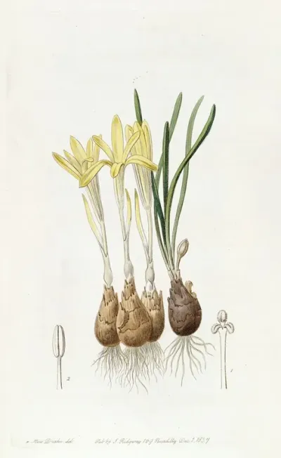 Meadow Saffron Flowered Sternbergia