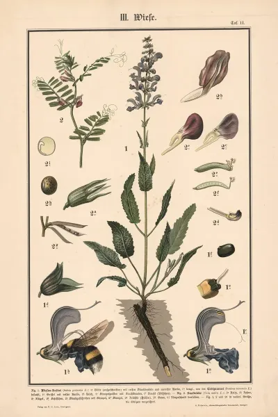 Meadow Sage Common Vetch