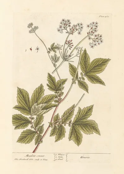 Meadow Sweet 2