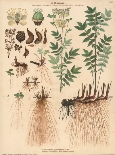 Meadow Sweet 3
