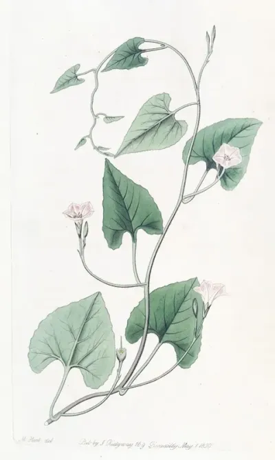 Mealy Stemmed Convolvulus