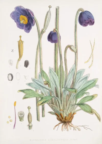 Meconopsis Simplicifolia H F Et T 2