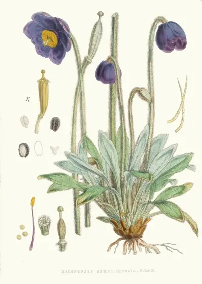 Meconopsis Simplicifolia H F Et T