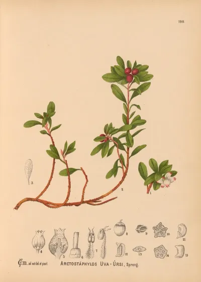 Medicinal Plants Pl 001