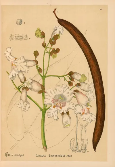 Medicinal Plants Pl 002