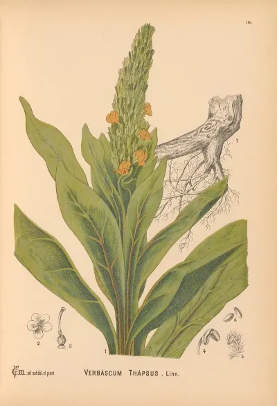 Medicinal Plants Pl 003