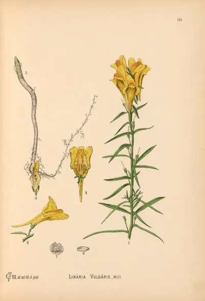 Medicinal Plants Pl 004