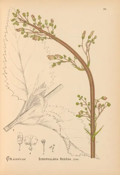 Medicinal Plants Pl 005