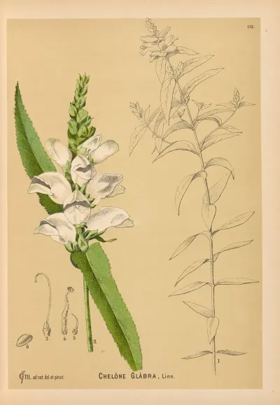 Medicinal Plants Pl 006