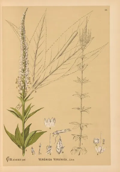 Medicinal Plants Pl 007