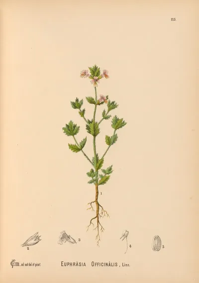 Medicinal Plants Pl 008