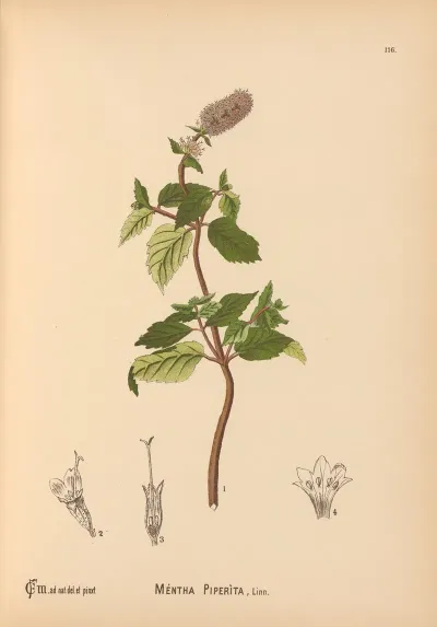 Medicinal Plants Pl 009
