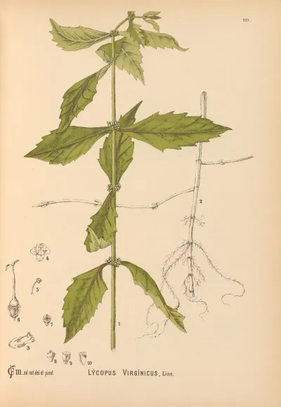 Medicinal Plants Pl 010