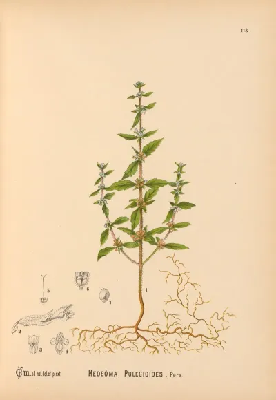 Medicinal Plants Pl 011