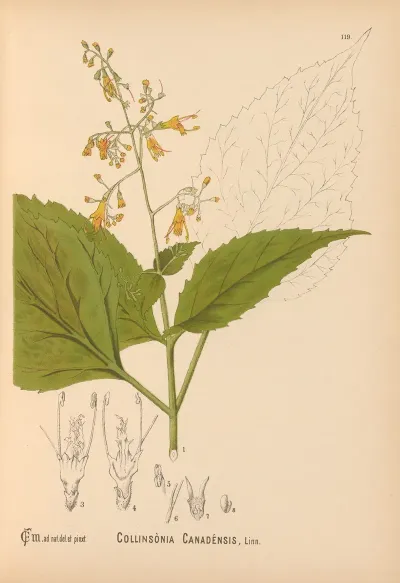 Medicinal Plants Pl 013