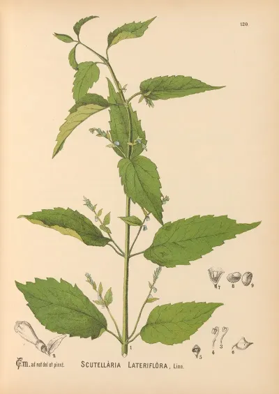 Medicinal Plants Pl 014