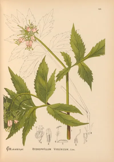 Medicinal Plants Pl 016