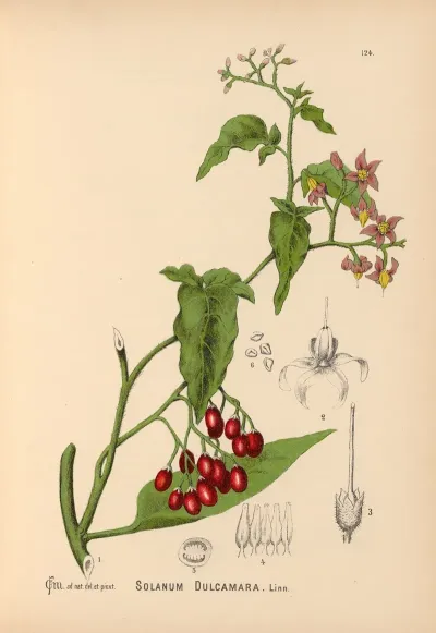 Medicinal Plants Pl 018