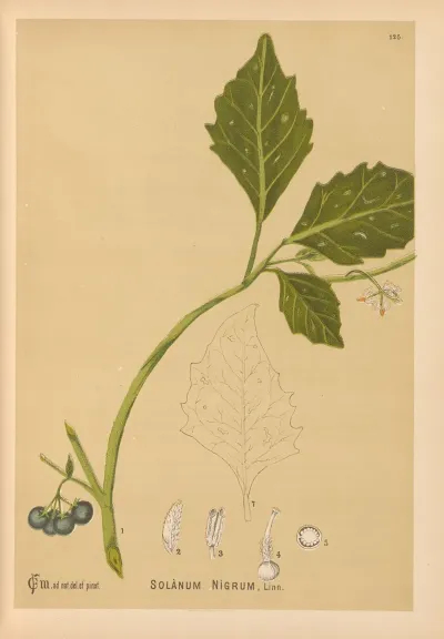 Medicinal Plants Pl 019