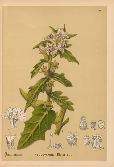 Medicinal Plants Pl 020