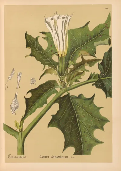 Medicinal Plants Pl 021