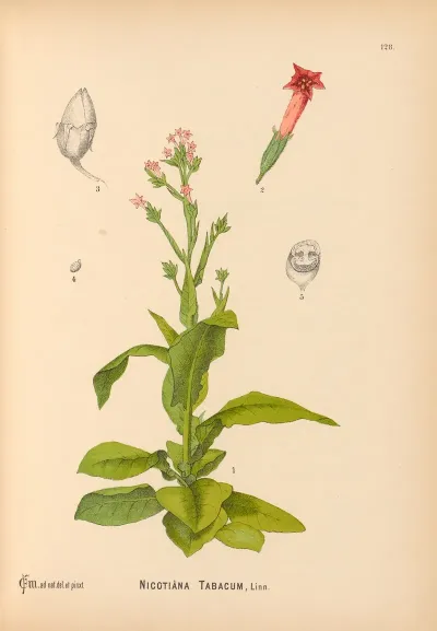 Medicinal Plants Pl 022
