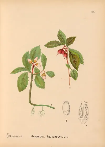 Medicinal Plants Pl 023