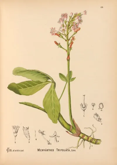Medicinal Plants Pl 024
