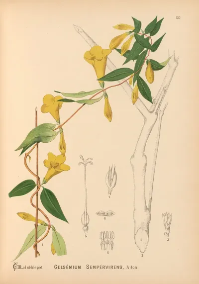 Medicinal Plants Pl 025