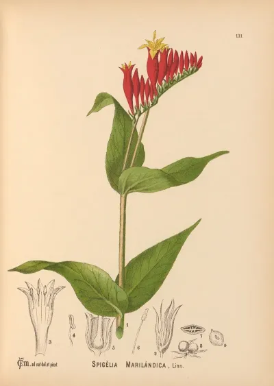 Medicinal Plants Pl 026