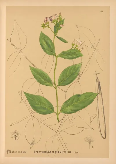 Medicinal Plants Pl 027