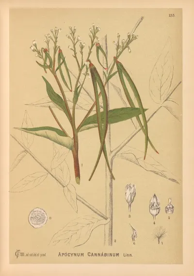 Medicinal Plants Pl 028