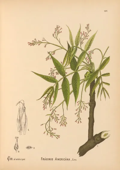 Medicinal Plants Pl 032