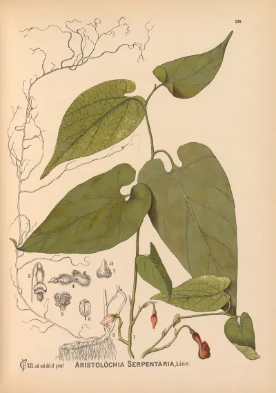 Medicinal Plants Pl 033