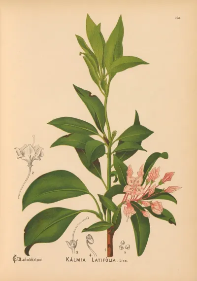 Medicinal Plants Pl 034