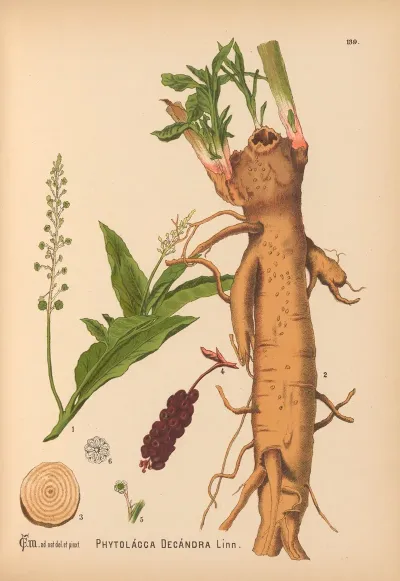 Medicinal Plants Pl 035