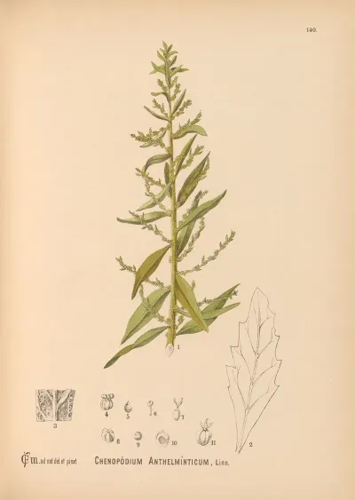Medicinal Plants Pl 036