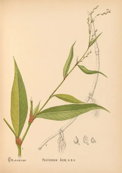 Medicinal Plants Pl 037