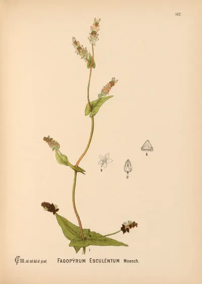 Medicinal Plants Pl 038