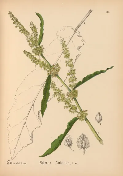 Medicinal Plants Pl 039