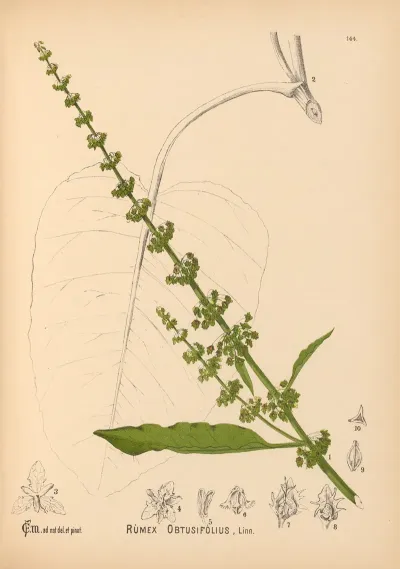Medicinal Plants Pl 040
